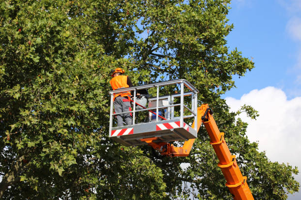 Brookmont, MD Tree Removal Company